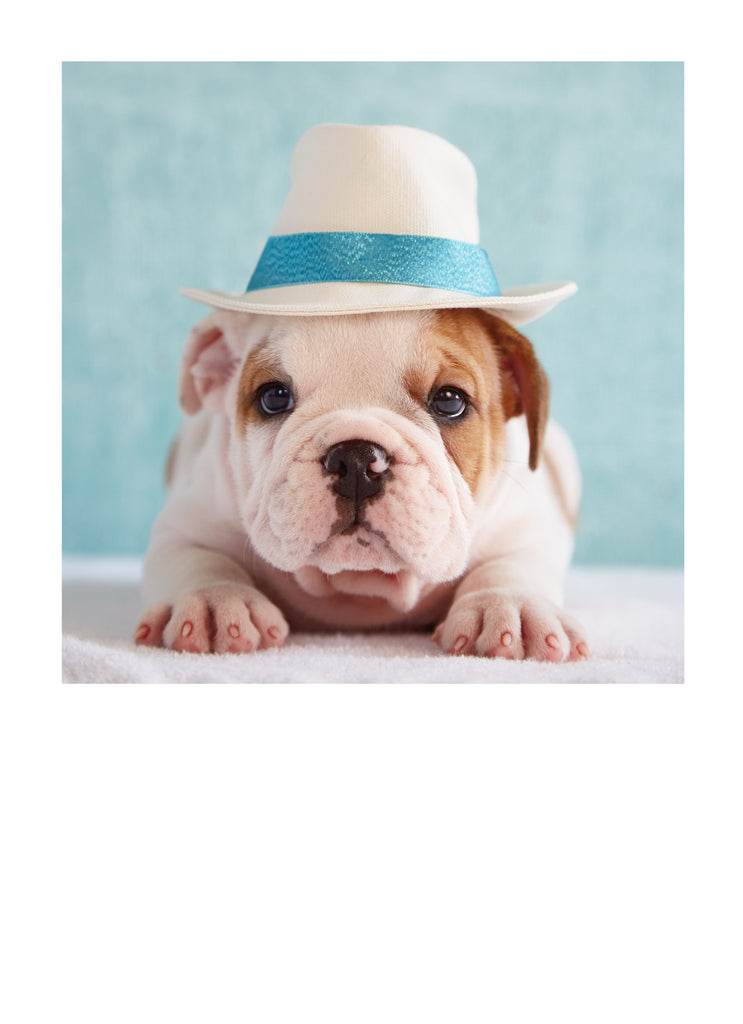 Cute Little Dog Hat