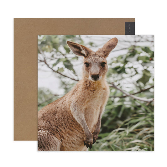Hallmark x Donna Delaney Gallery Blank Greeting Card - Jett The Joey