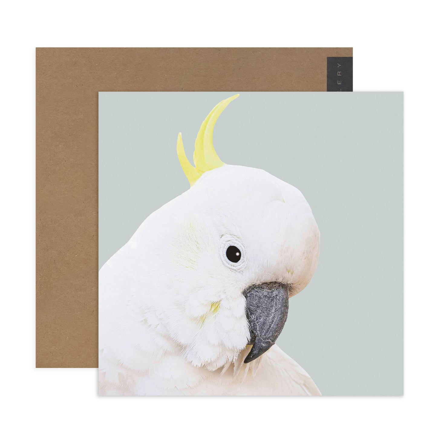 Hallmark x Donna Delaney Gallery Blank Greeting Card - Freddy