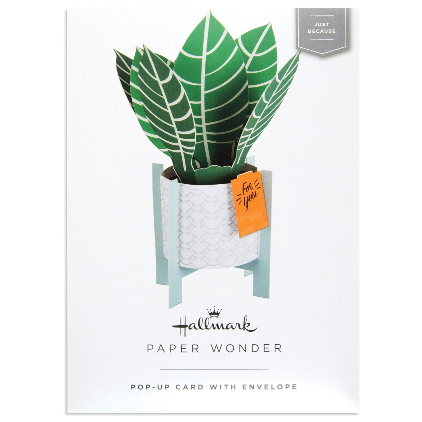 Paper Wonder Pot Plant - Zebra Plant