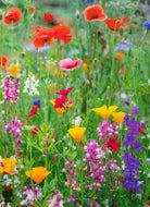 Traditional Field Flowers Gallery