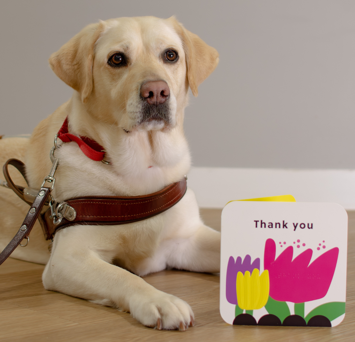 Guide dog wearing a red harness lying on a wooden floor beside an open greeting card with colorful flowers and the words “Thank you” — promoting inclusivity and appreciation.