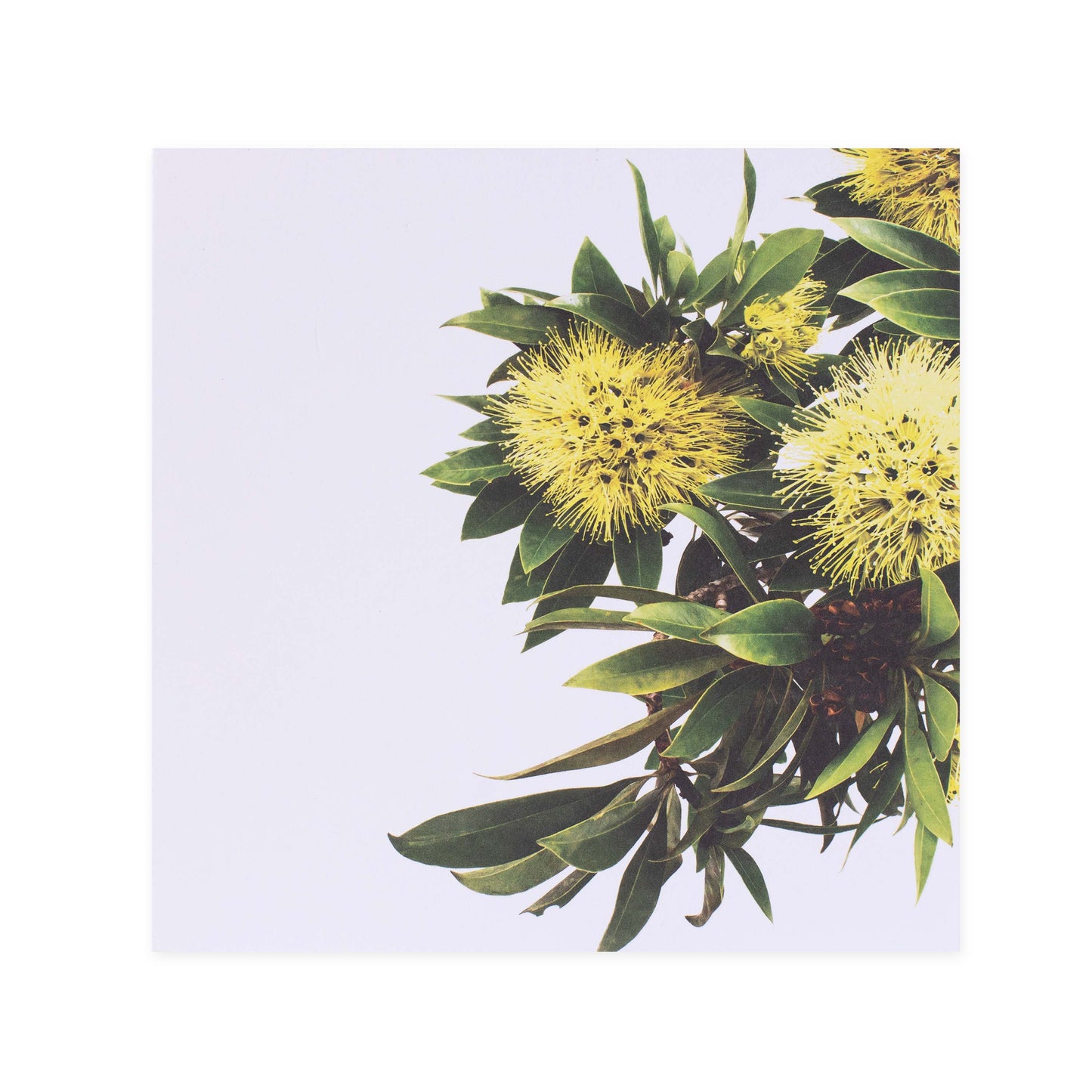 Hallmark x Donna Delaney Gallery Blank Greeting Card - Expo Gold featuring a close-up floral photograph of yellow gum flowers on a light background.