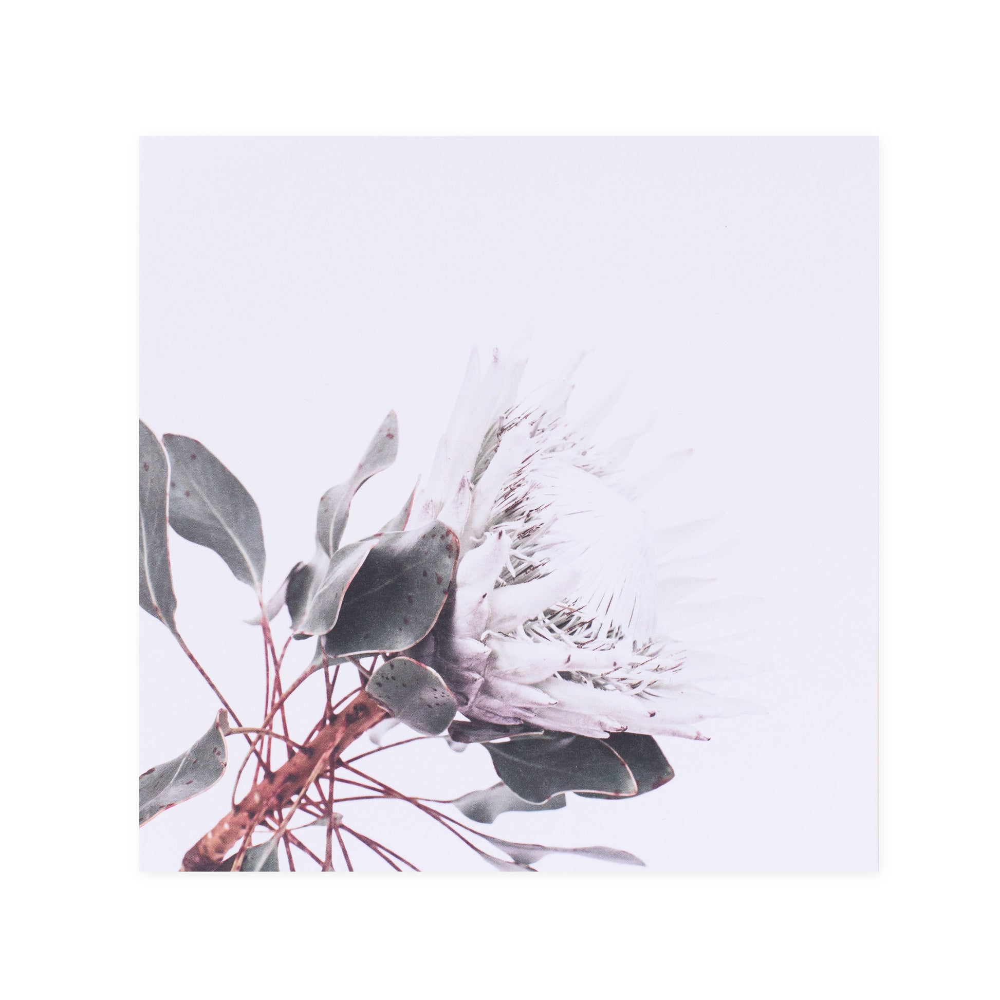 Hallmark x Donna Delaney Gallery Blank Greeting Card - White King featuring a close-up of a white flowering protea and eucalyptus leaves.