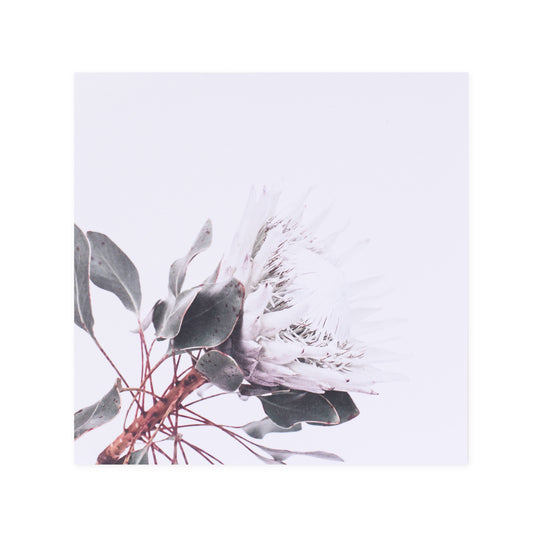 Hallmark x Donna Delaney Gallery Blank Greeting Card - White King featuring a close-up of a white flowering protea and eucalyptus leaves.