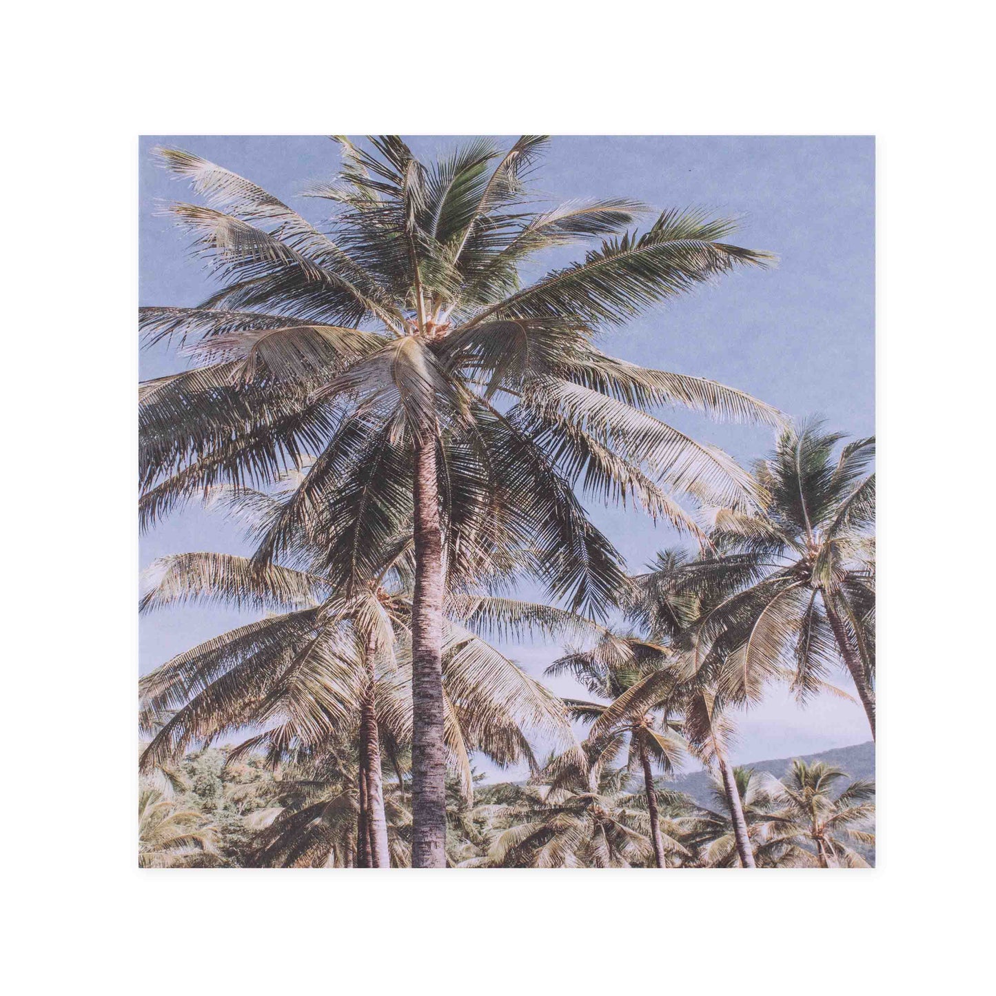Hallmark x Donna Delaney Gallery Blank Greeting Card - Vintage Palms featuring tall palm trees under a blue sky in soft focus.