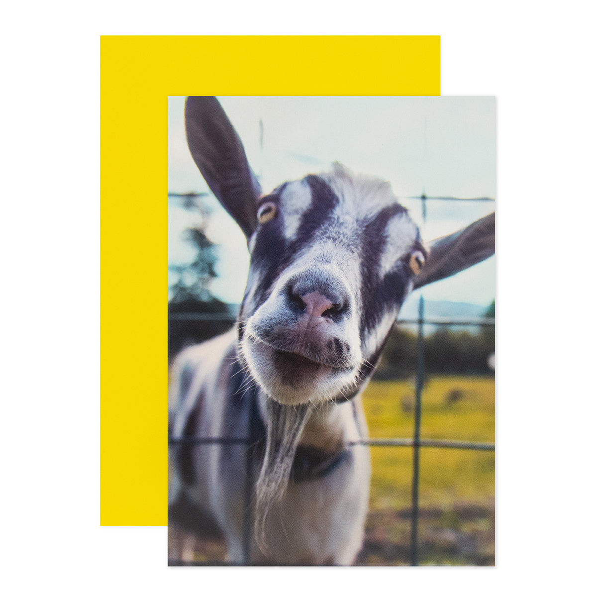 Hallmark Shoebox Birthday Card - Goat You, featuring a friendly goat photo and a bright yellow envelope, close-up view.