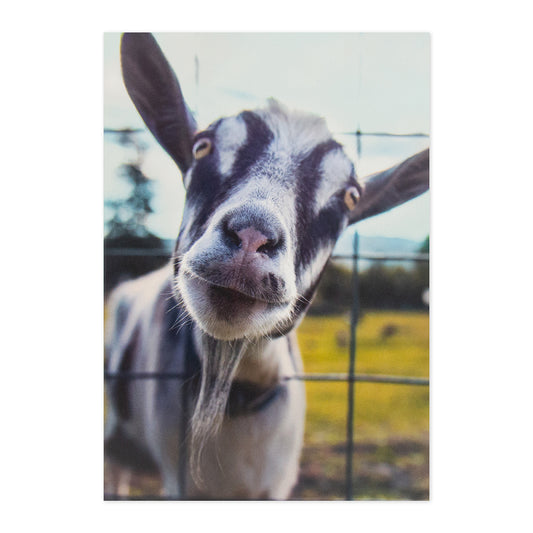 Hallmark Shoebox Birthday Card - Goat You, colourful birthday card featuring a friendly goat close up against a wire fence.