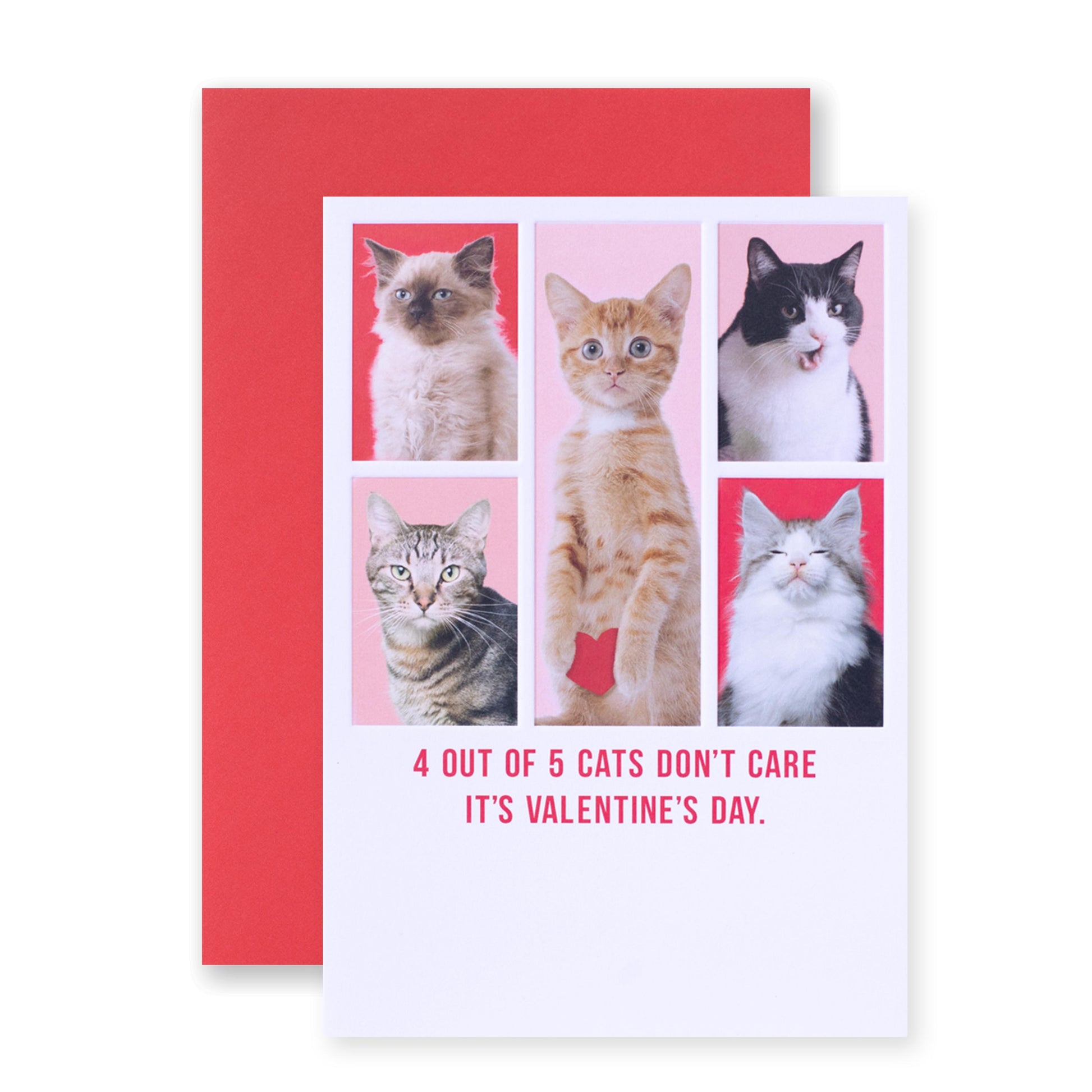 Hallmark Shoebox Valentine's Day Card - 4 out of 5 cats don't care it's Valentine's Day with six photographic cats on the front.