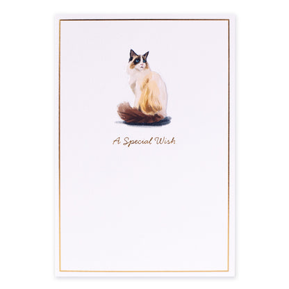 Hallmark Whimsical Whiskers A Special Wish Greeting Card - Rag Doll Cat