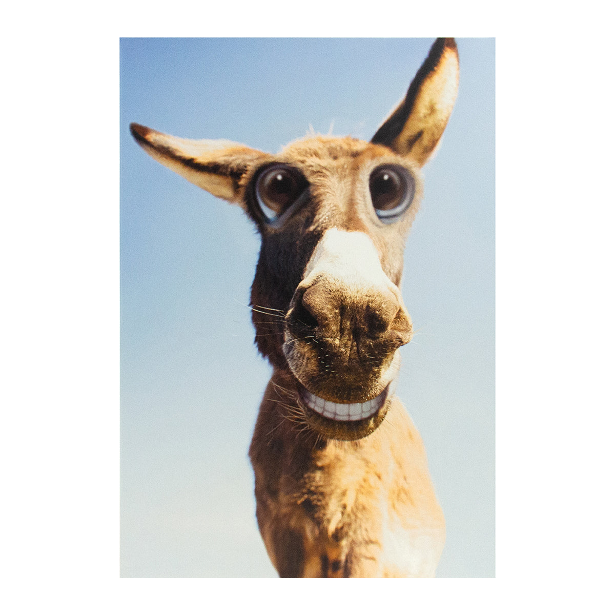 Hallmark Shoebox Birthday Card - Funny Donkey features a close-up photo of a donkey with cartoon eyes against a blue sky.