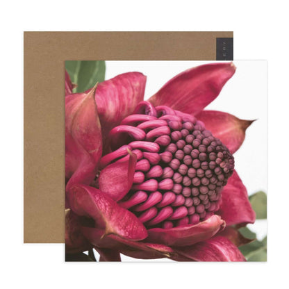 Hallmark x Donna Delaney Gallery Blank Greeting Card - Waratah
