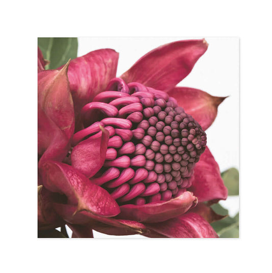 Hallmark x Donna Delaney Gallery Blank Greeting Card - Waratah