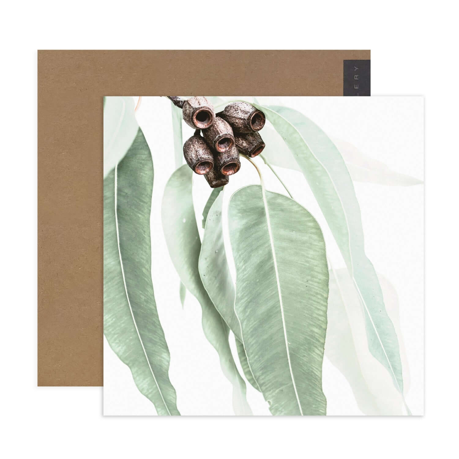 Hallmark x Donna Delaney Gallery Blank Greeting Card - Home Among The Gum Trees with green leaves and gumnuts, flat lay with kraft envelope