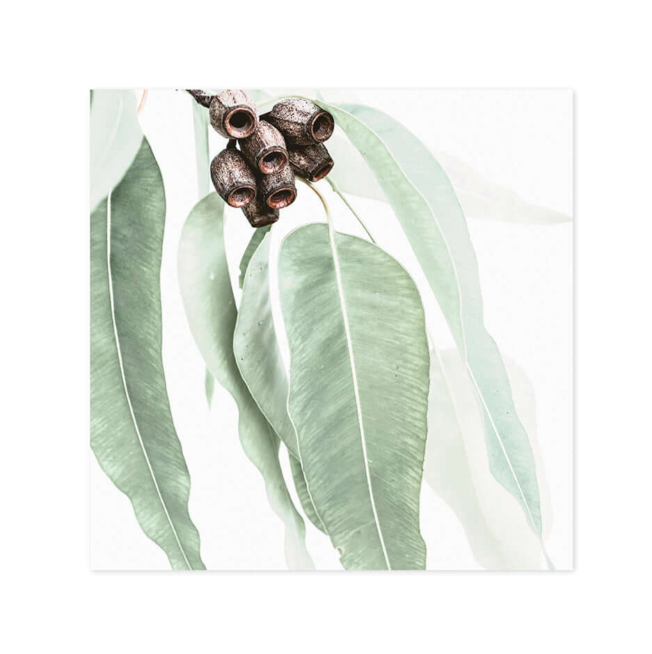 Hallmark x Donna Delaney Gallery Blank Greeting Card - Home Among The Gum Trees featuring soft green leaves and brown seed pods in a close-up view.