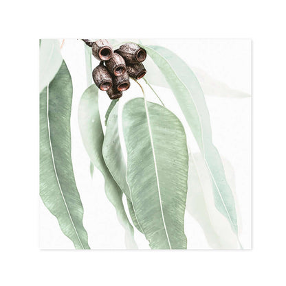 Hallmark x Donna Delaney Gallery Blank Greeting Card - Home Among The Gum Trees featuring soft green leaves and brown seed pods in a close-up view.