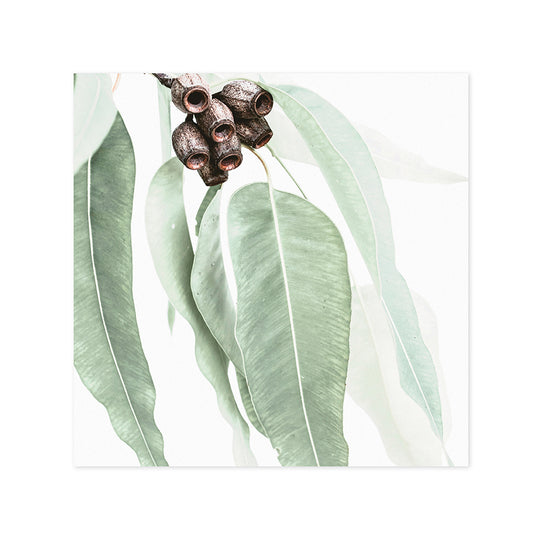 Hallmark x Donna Delaney Gallery Blank Greeting Card - Home Among The Gum Trees