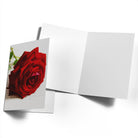 Traditional Red Rose Petals Gallery