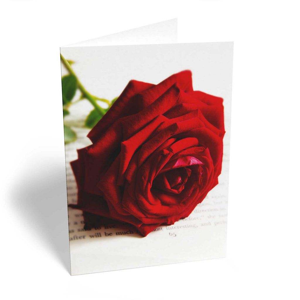 Traditional Red Rose Petals Gallery