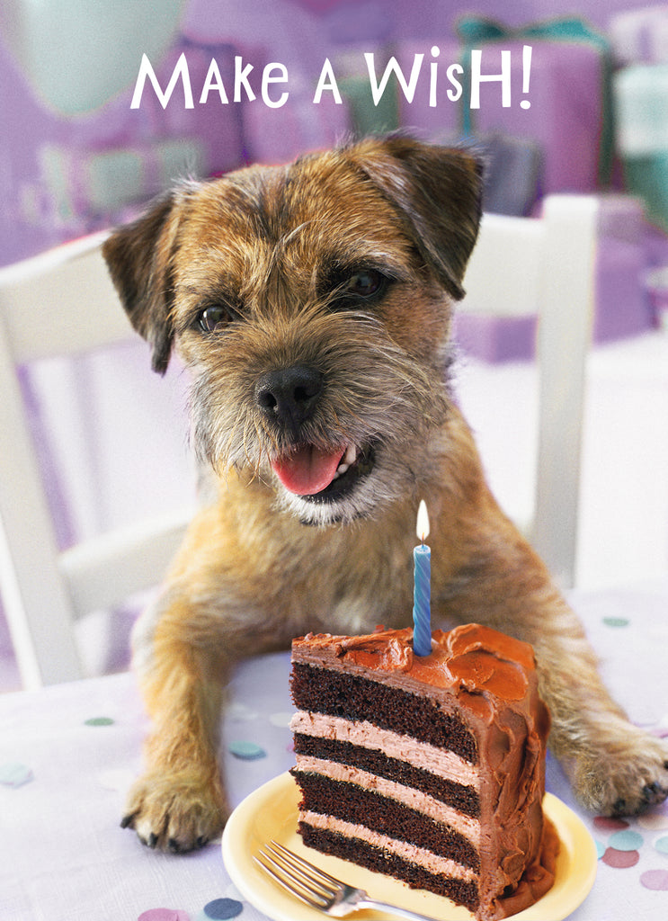 Birthday Cute Photographic Dog And Cake