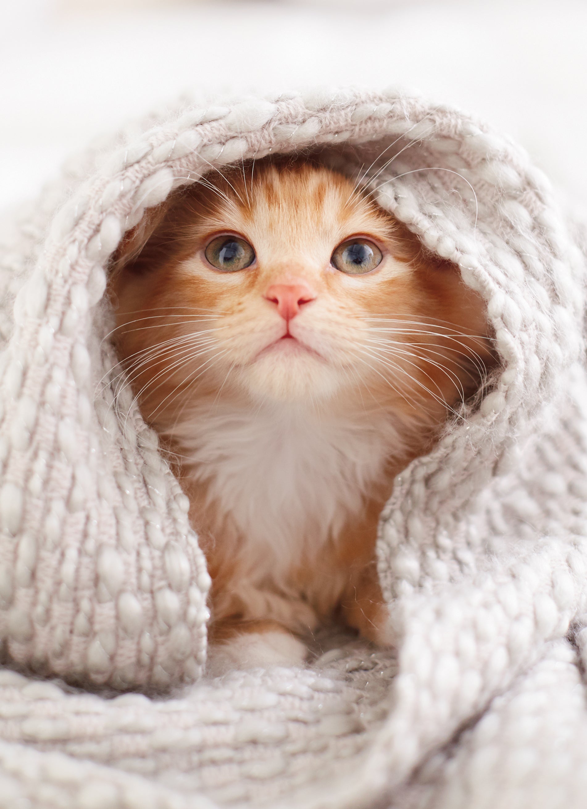 Cute Kitten Cat Blanket