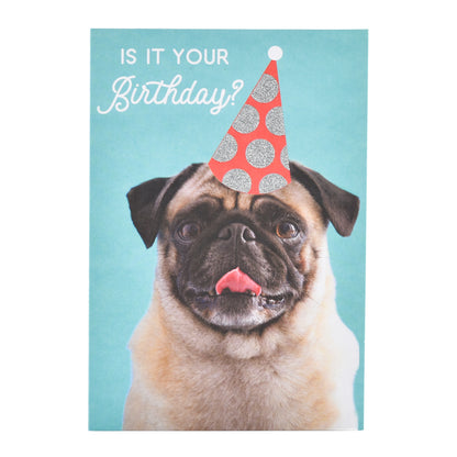 Wfp M Bday Pug Party Hat featuring a pug wearing a party hat against a turquoise background, ideal for birthday celebrations.