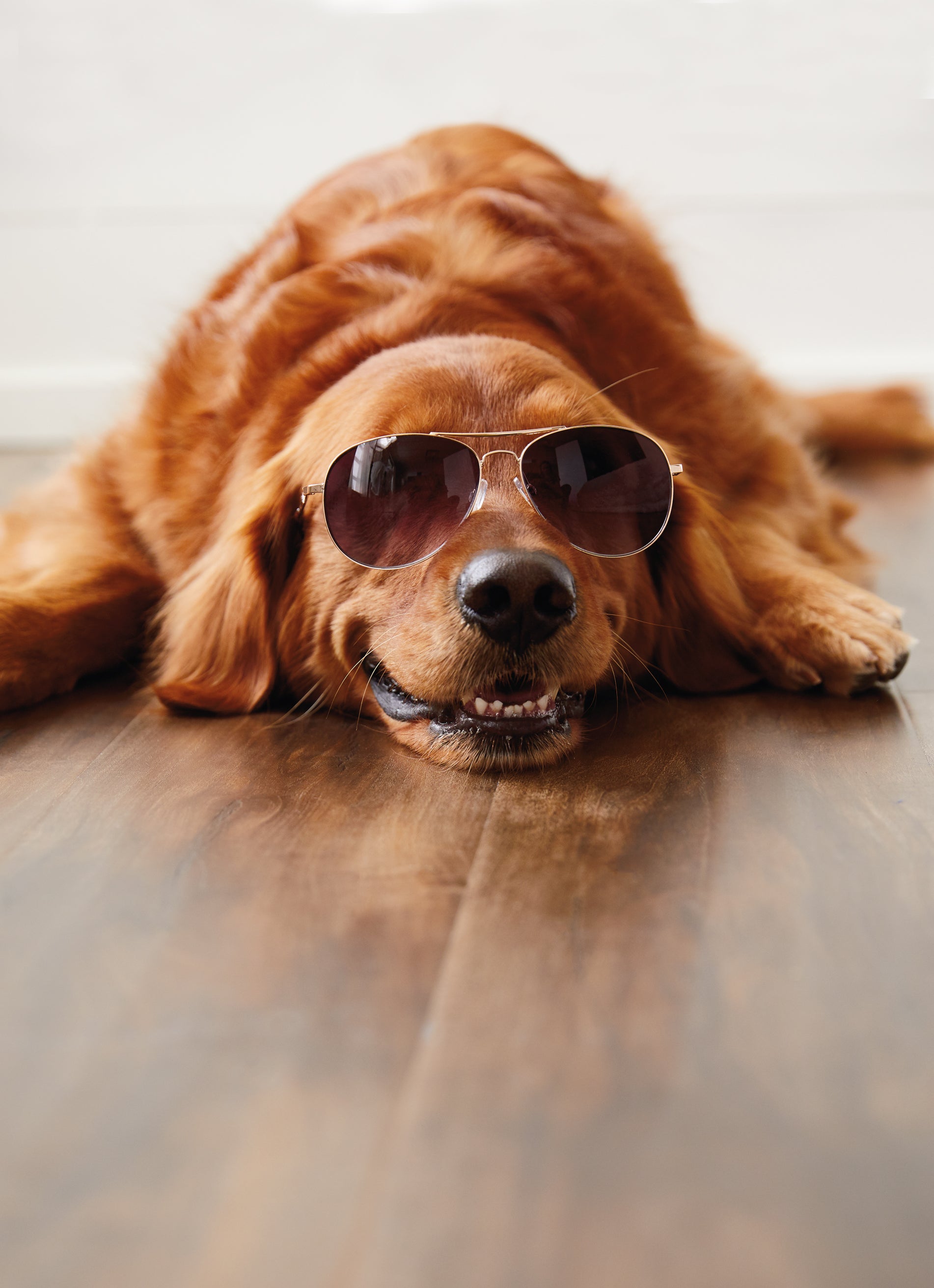 Funny Dog Lying Down Shades