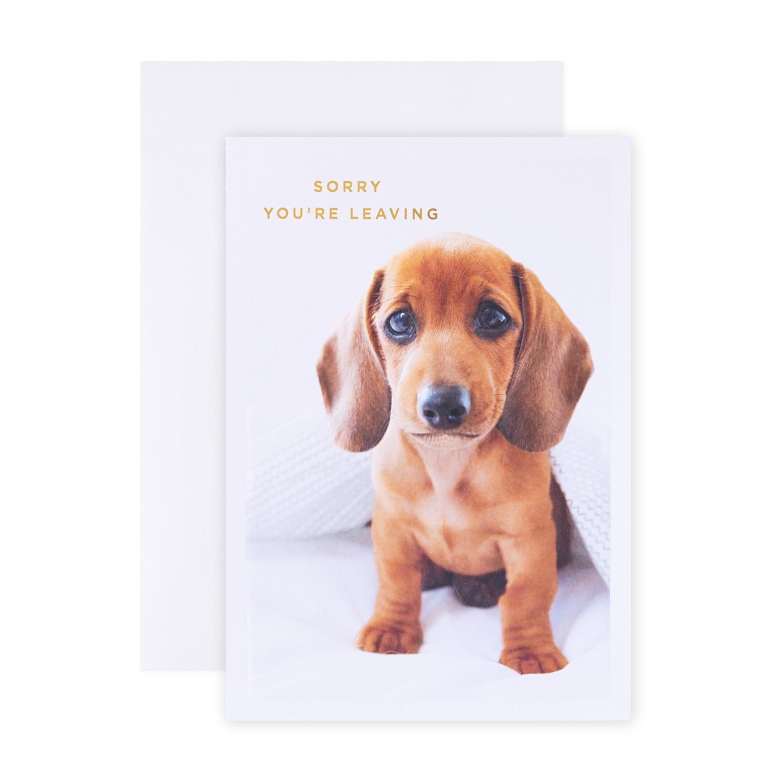 Hallmark colossal farewell greeting card - cute dog with a sad puppy under a blanket, includes a white envelope.