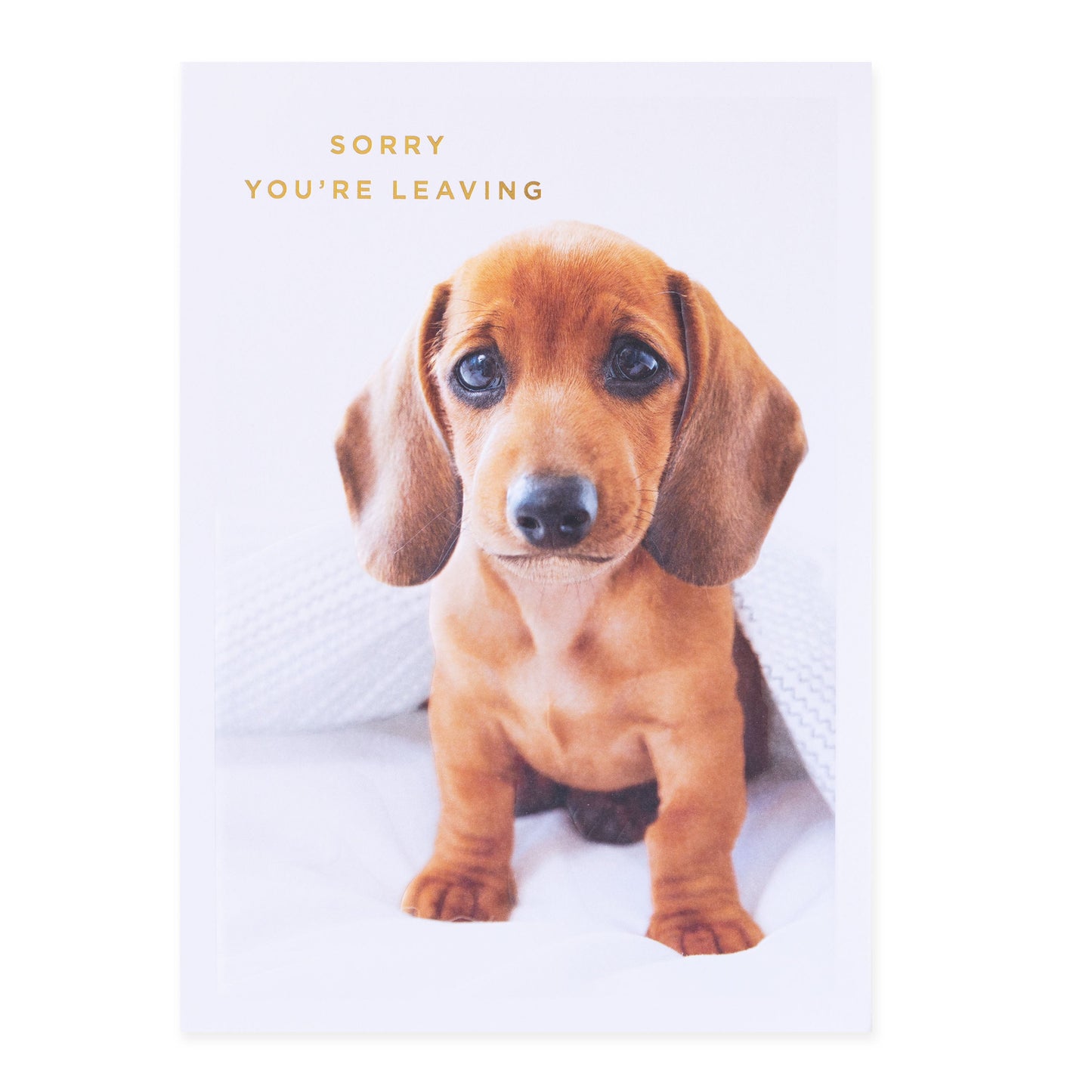 Hallmark Colossal Farewell Greeting Card - Cute Dog featuring a sad puppy under a blanket with gold foil text 'Sorry you're leaving'.