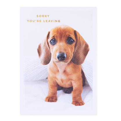 Hallmark Colossal Farewell Greeting Card - Cute Dog featuring a sad puppy under a blanket with gold foil text 'Sorry you're leaving'.