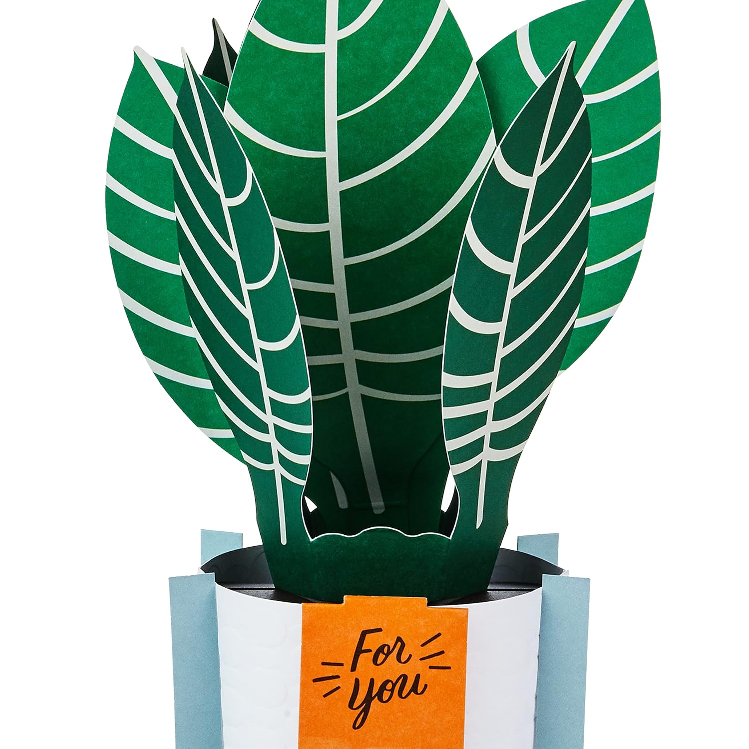 Hallmark Paper Wonder Pop Up Card for Birthday, Thinking of You, Congrats, Get Well, or Any Occasion (Potted Zebra Plant) with vibrant green leaves and a contrasting orange tag.