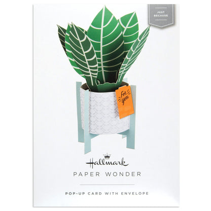 Paper Wonder Pot Plant - Zebra Plant