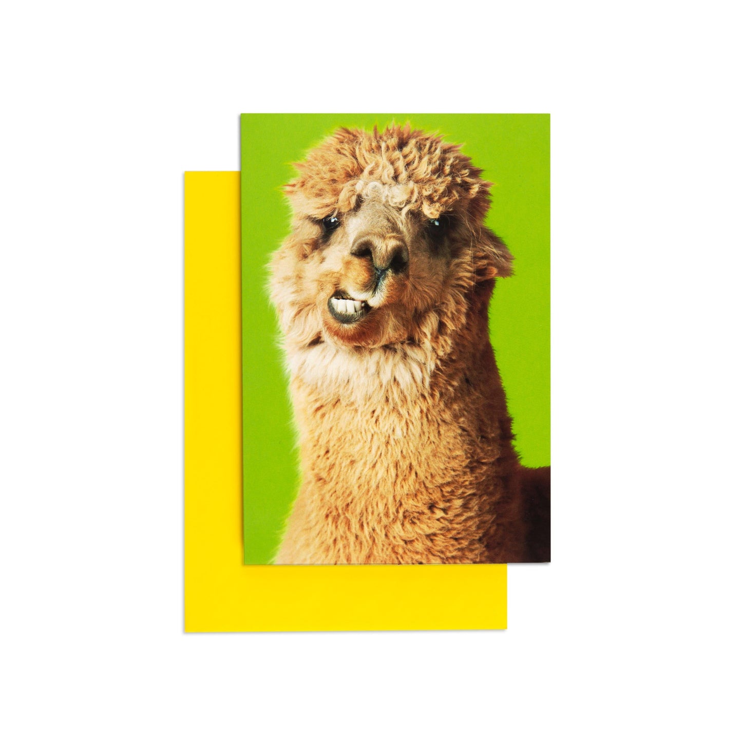 Wise Cracking Llama Cheeky Greeting Card