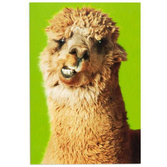 Wise Cracking Llama Cheeky Greeting Card