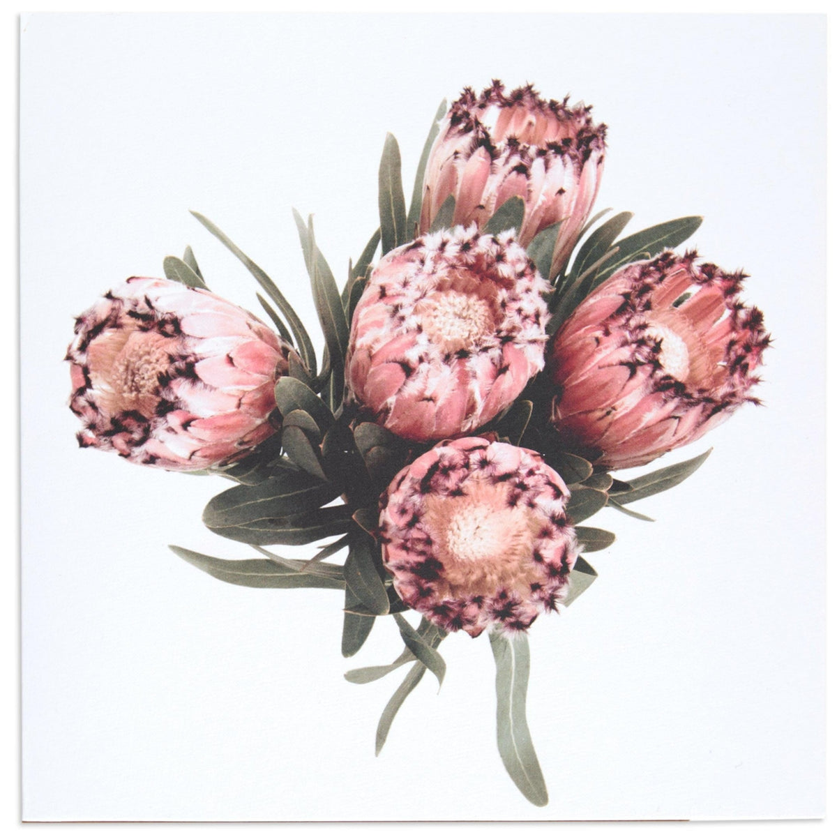 Protea by Donna Delaney Blank Card – Hallmark Australia