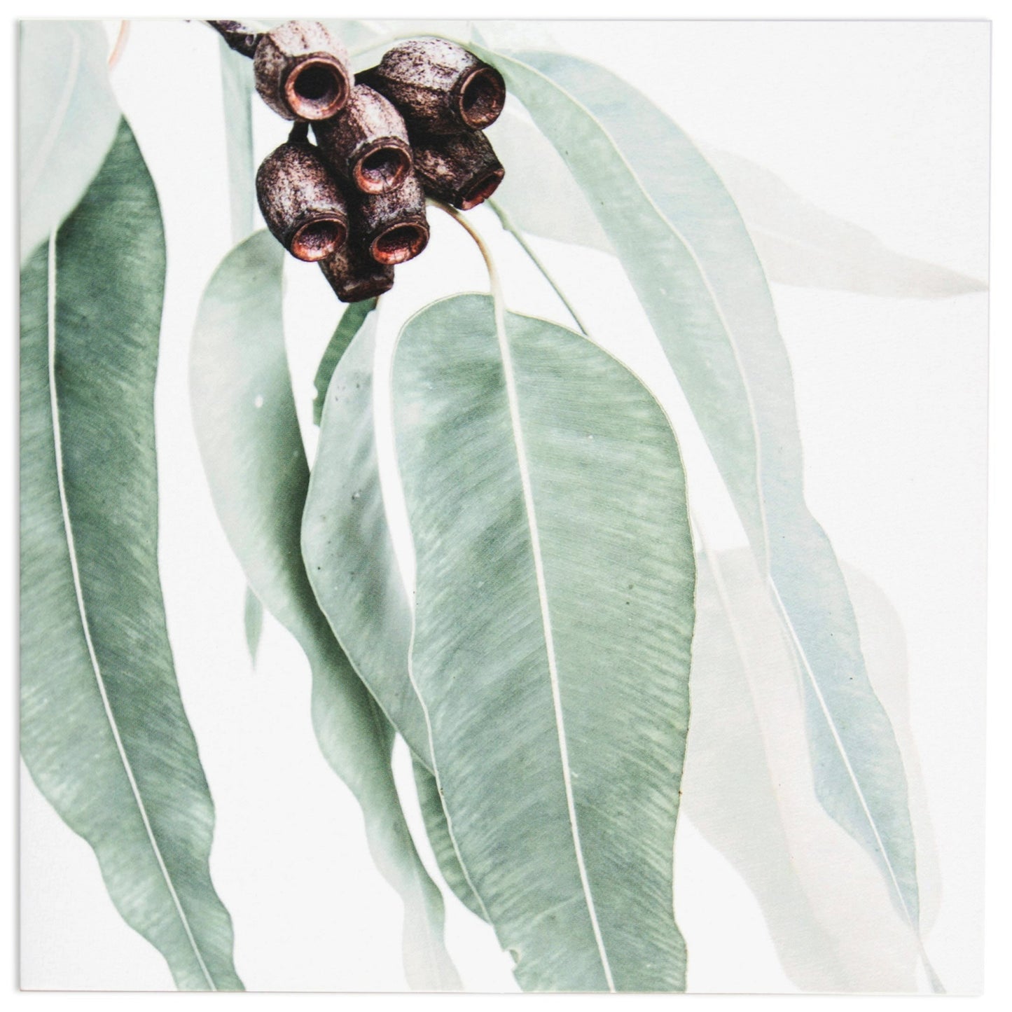 Pink Gumtree by Donna Delaney Blank Card